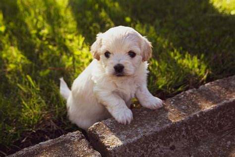 razze di cani piccoli che non crescono|CANI che non crescono: tutte le razze di taglia piccola.